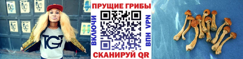 Псилоцибиновые грибы GOLDEN TEACHER  Судогда 